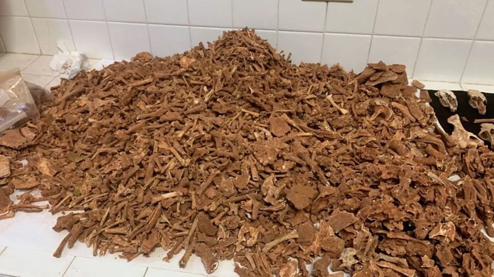 Ancient Bees Found Nesting in Fossilized Tooth Sockets — First Evidence of Cave Bone‑Nesting - Image 3