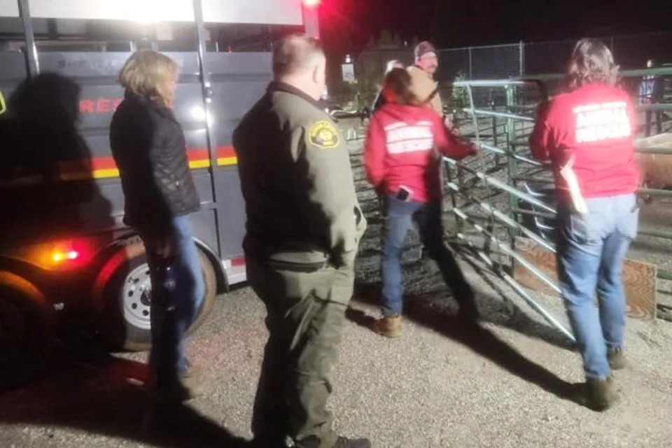 More Than 200 Animals Rescued in Massive Two‑Day Operation in Grass Valley After Suspected Abuse - Image 1