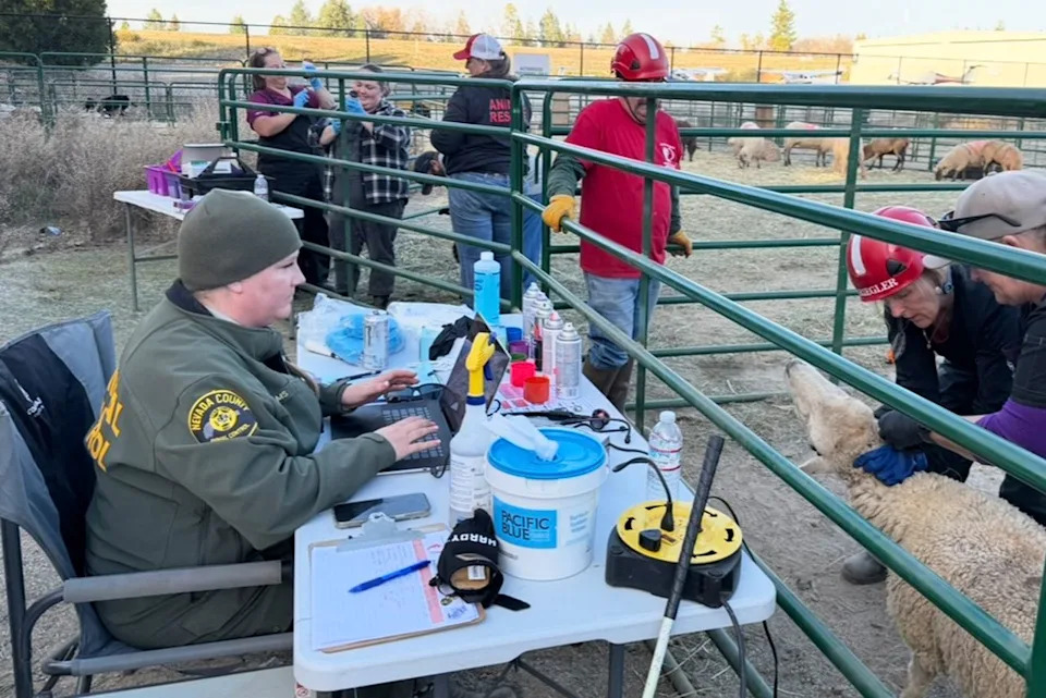 More Than 200 Animals Rescued in Massive Two‑Day Operation in Grass Valley After Suspected Abuse - Image 4