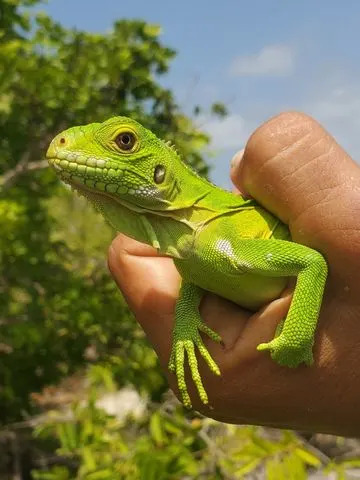 Desert Islet Becomes 'Love Island' for Endangered Iguanas — Population Soars to 300+ - Image 2