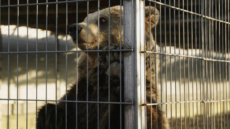Rescued Lion and Bear From Albania Rehomed in German Sanctuaries After 70‑Hour Transfer - Image 1