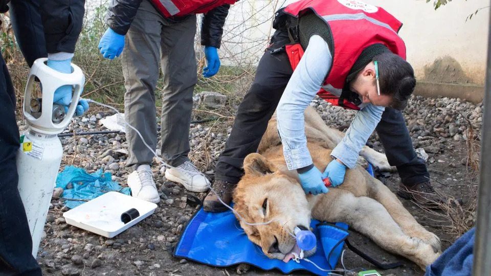 Rescued Lion and Bear From Albania Rehomed in German Sanctuaries After 70‑Hour Transfer - Image 2