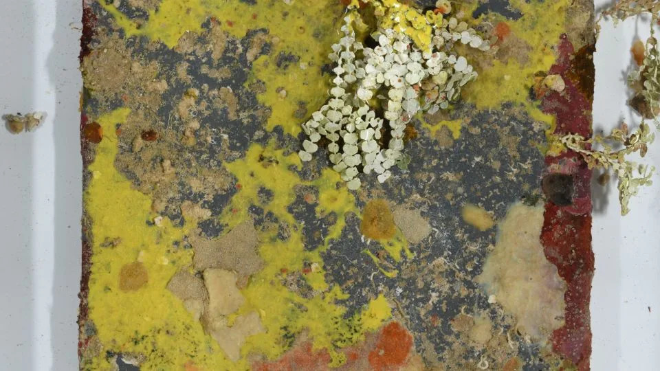 Deep-Twilight Discoveries: Scientists Recover Rare Creatures — and Trash — From 300+ Feet Off Guam - Image 2