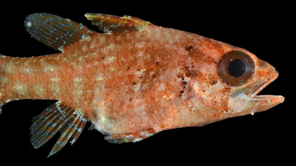 Deep-Twilight Discoveries: Scientists Recover Rare Creatures — and Trash — From 300+ Feet Off Guam - Image 6
