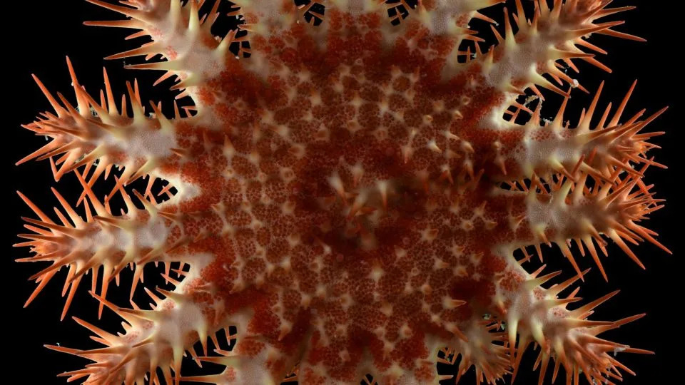 Deep-Twilight Discoveries: Scientists Recover Rare Creatures — and Trash — From 300+ Feet Off Guam - Image 7