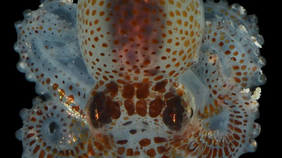 Deep-Twilight Discoveries: Scientists Recover Rare Creatures — and Trash — From 300+ Feet Off Guam - Image 8