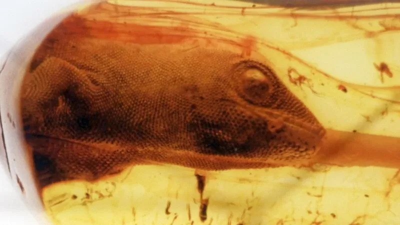 15 Breakthrough Discoveries of 2025: From Upside-Down Crowns to Hidden Antarctic Landscapes - Image 1