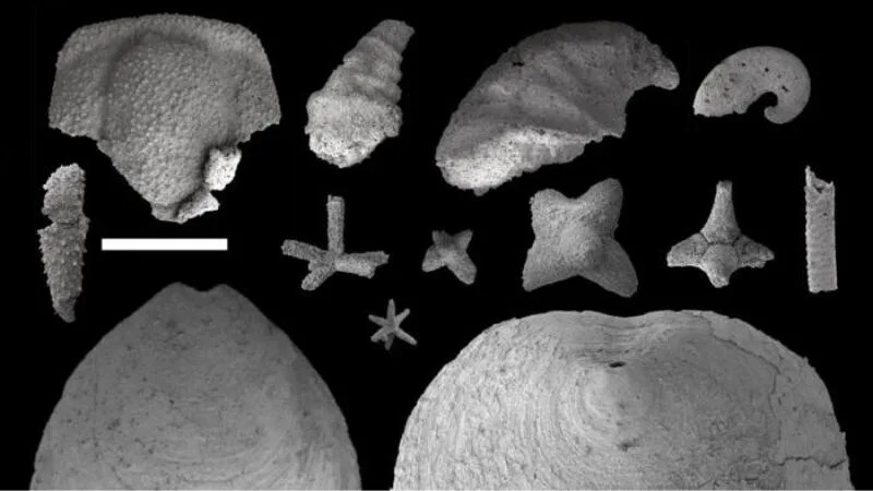 15 Breakthrough Discoveries of 2025: From Upside-Down Crowns to Hidden Antarctic Landscapes - Image 4