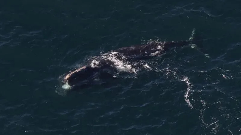 15 Breakthrough Discoveries of 2025: From Upside-Down Crowns to Hidden Antarctic Landscapes - Image 5