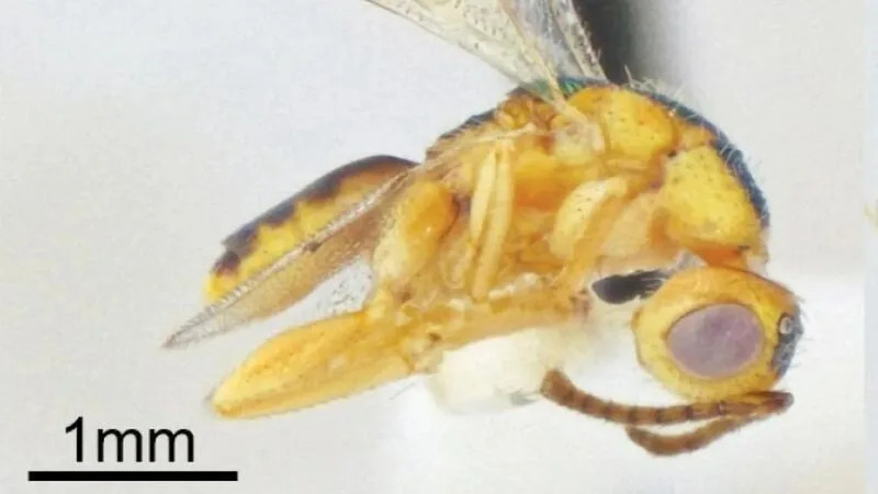 15 Breakthrough Discoveries of 2025: From Upside-Down Crowns to Hidden Antarctic Landscapes - Image 7