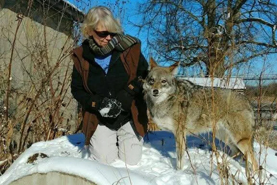 Wildlife Rescuer Receives Double Lung Transplant After Decades of Bird Exposure - Image 2