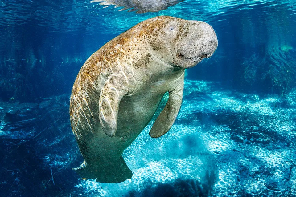 Backyard Rescue: Injured 8-Foot Manatee With Punctured Lung Saved From Cape Coral Canal - Image 2