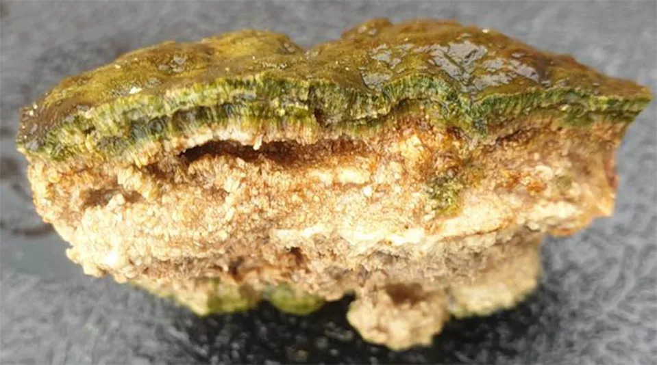 These 'Living Rocks' Are Thriving — Ancient Microbialites Rapidly Lock Away Carbon - Image 1