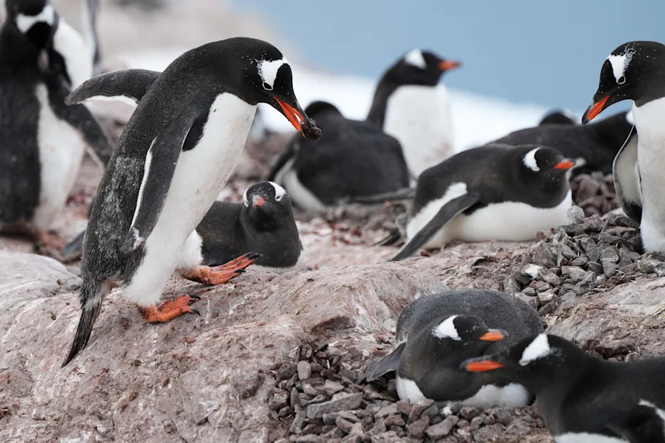 Photos From Antarctica Show Thriving Wildlife — And Clear Signs Of Climate Risk - Image 13