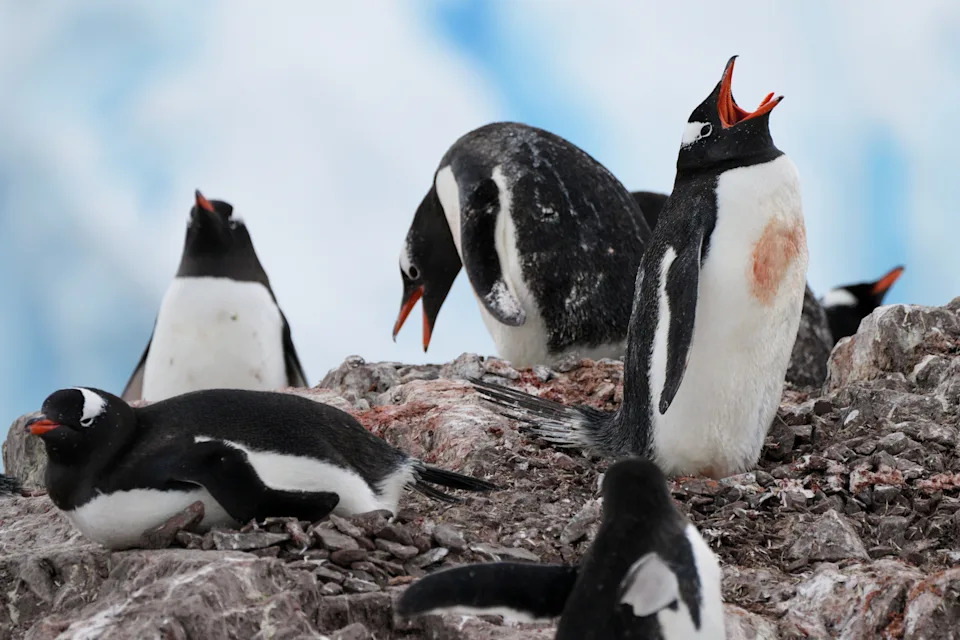Photos From Antarctica Show Thriving Wildlife — And Clear Signs Of Climate Risk - Image 14