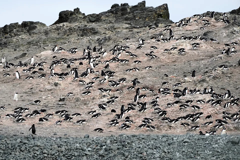 Photos From Antarctica Show Thriving Wildlife — And Clear Signs Of Climate Risk - Image 3