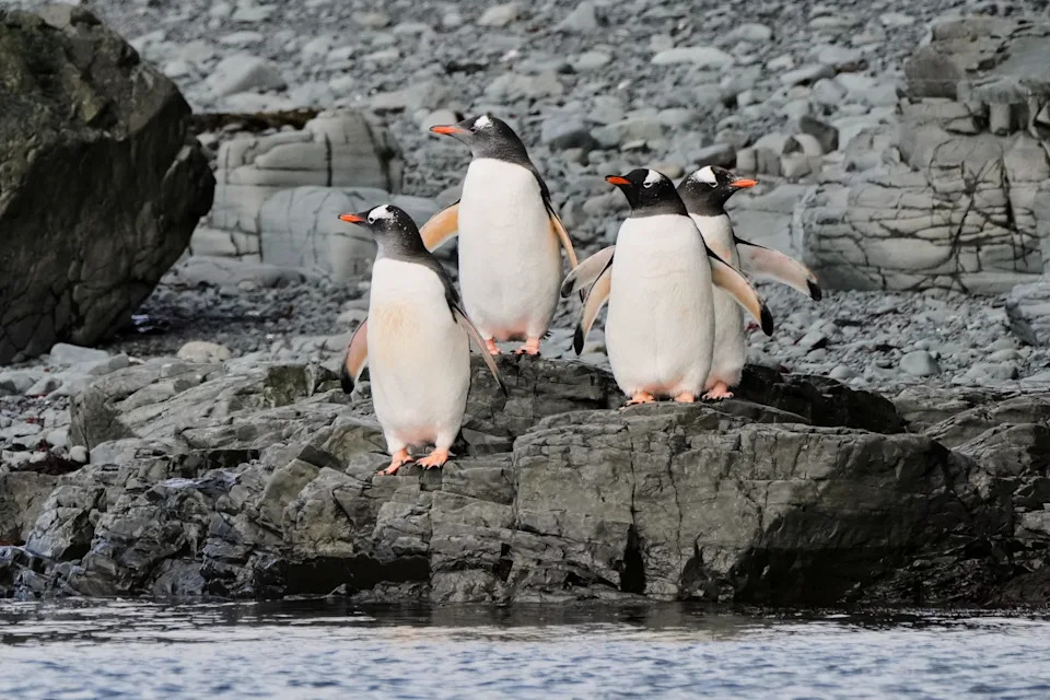 Photos From Antarctica Show Thriving Wildlife — And Clear Signs Of Climate Risk - Image 4