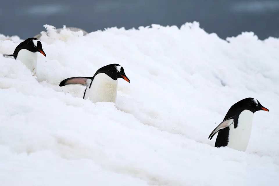 Photos From Antarctica Show Thriving Wildlife — And Clear Signs Of Climate Risk - Image 7