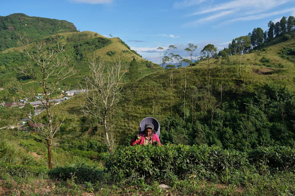 Sri Lanka’s Tea Estate Communities Plunge Deeper Into Poverty After Deadly Floods and Landslides - Image 6