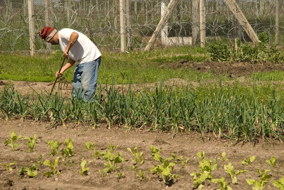 Prison Staff Speak Out: What Life Behind Bars Really Looks Like - Image 4