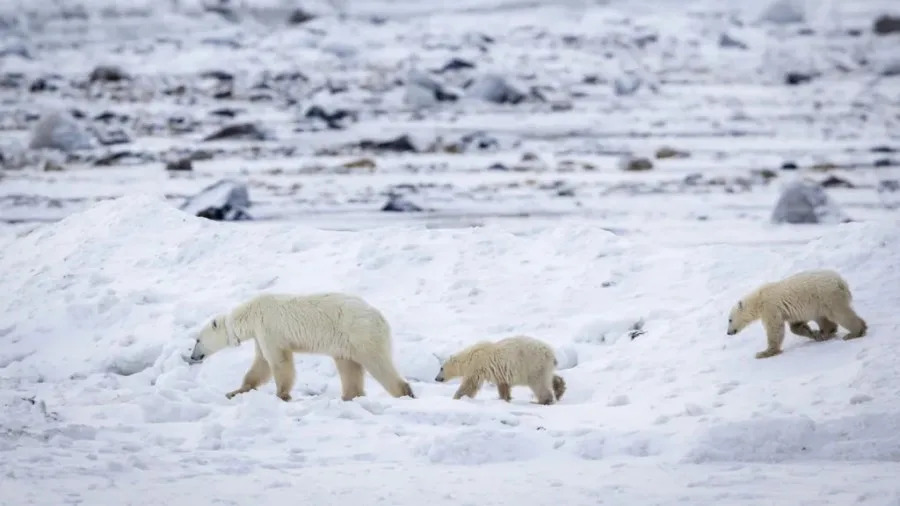 Rare Wild Sighting: Manitoba Mother Polar Bear Adopts Second Cub - Image 1
