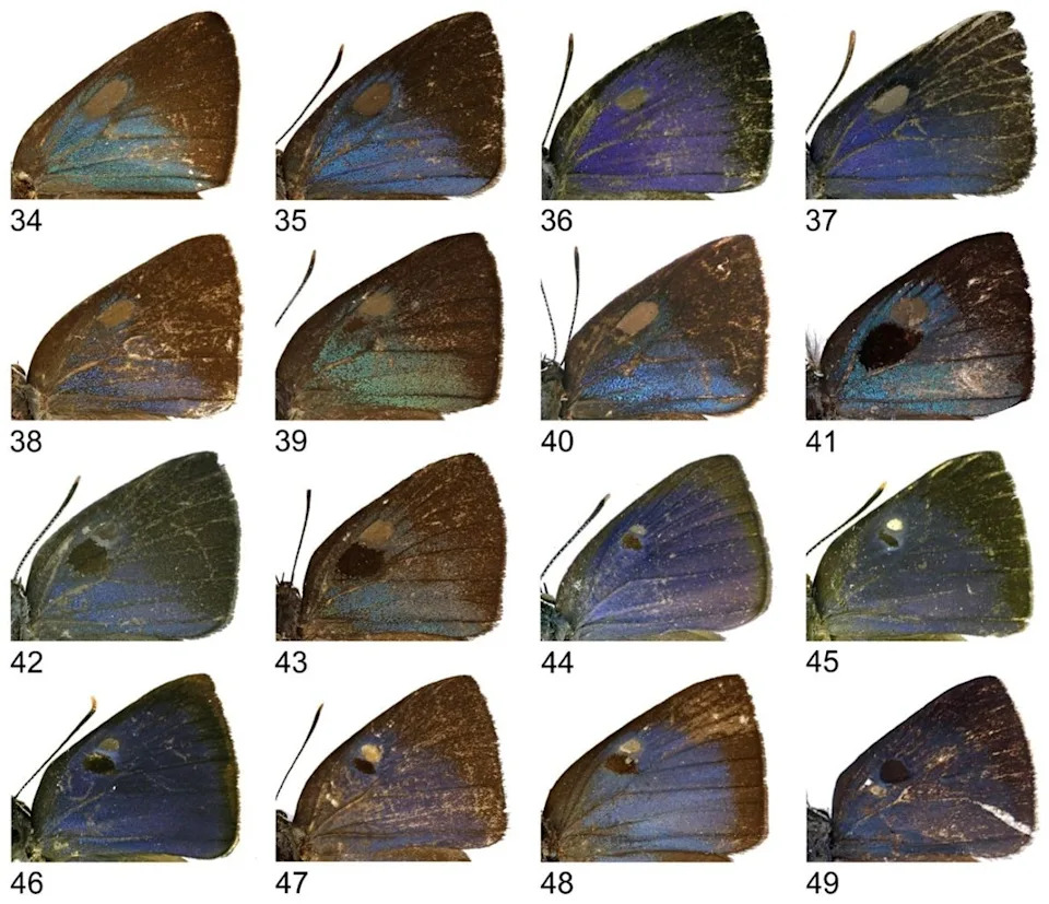 Nine New Butterfly Species Revealed in Century-Old Museum Specimens - Image 1