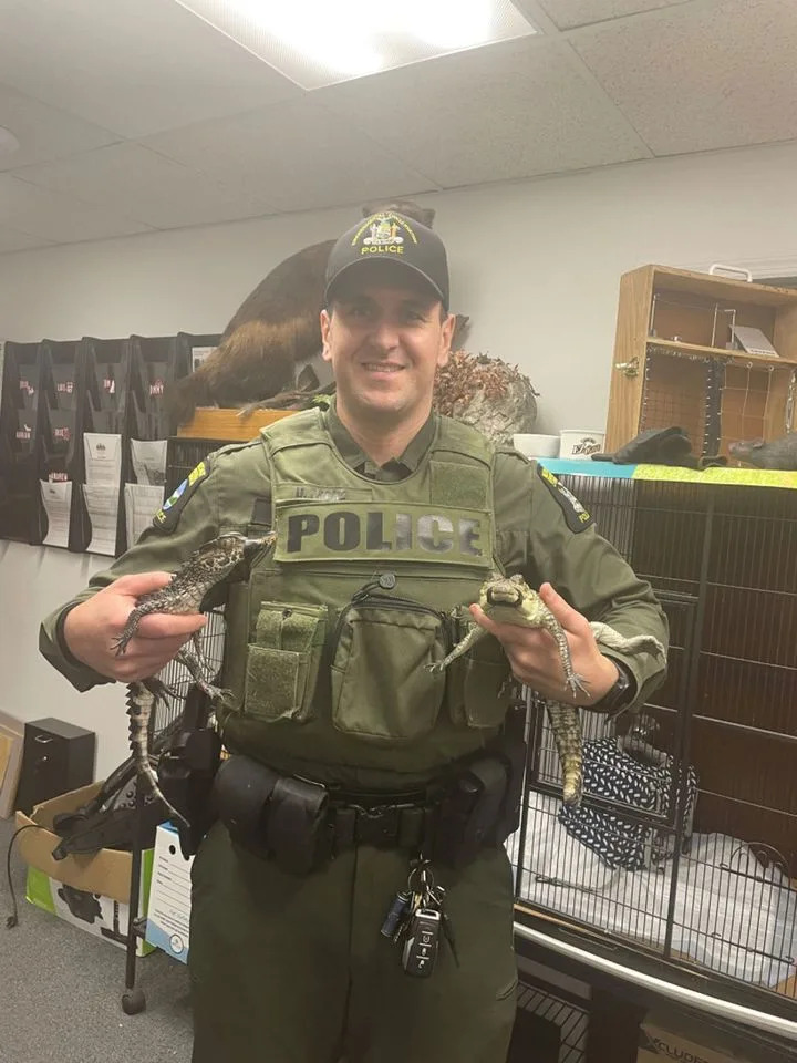 Two Baby Crocodilians Seized During Yonkers Arrest — Morelet’s Croocile And Dwarf Caiman Placed With Licensed Keeper - Image 1