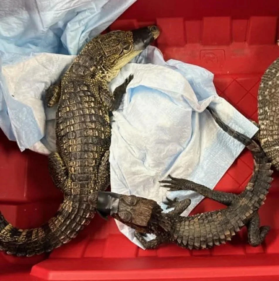 Two Baby Crocodilians Seized During Yonkers Arrest — Morelet’s Croocile And Dwarf Caiman Placed With Licensed Keeper - Image 2