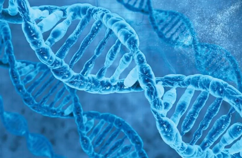 Ancient DNA Reveals Likely Father–Daughter Union in Bronze Age Southern Italy - Image 1