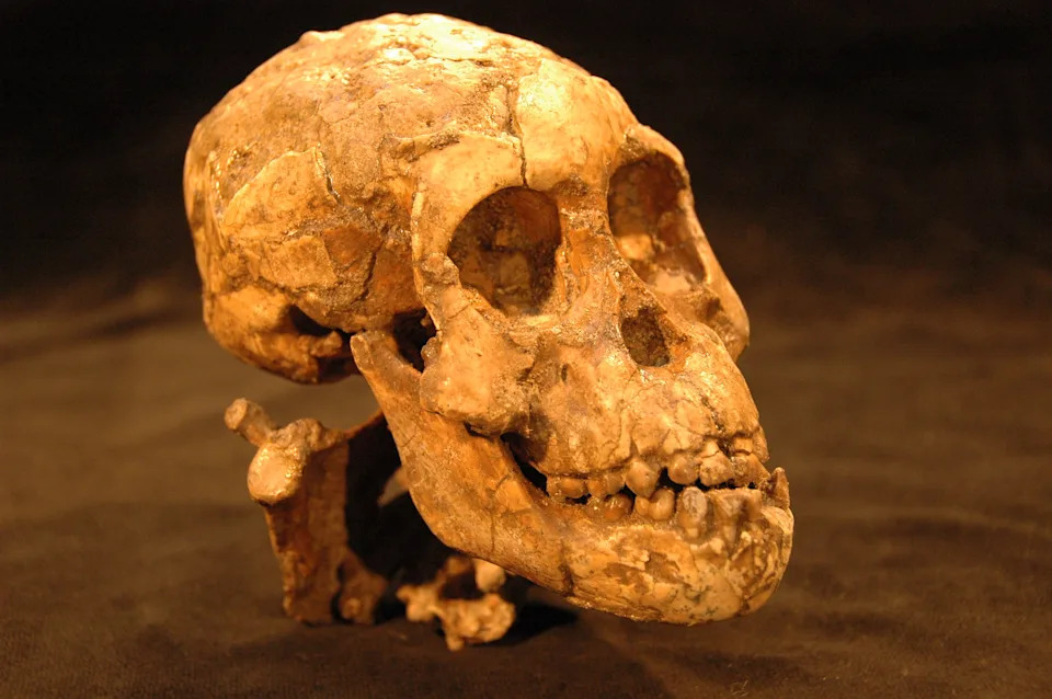 New Study Challenges 'Lucy' as Our Direct Ancestor, Sparking Fierce Scientific Debate - Image 1
