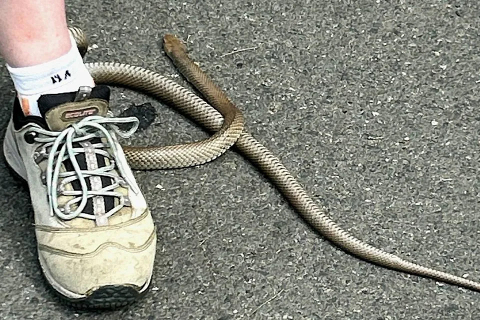 Eastern Brown Snake Latched To Woman's Sneaker During Sydney Geocache — She Was Treated For Suspected Bites - Image 1