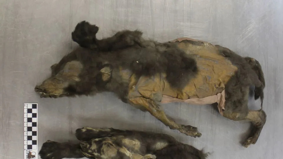 How Science Solved History’s Puzzles in 2025: From Easter Island to Napoleon’s Retreat - Image 3