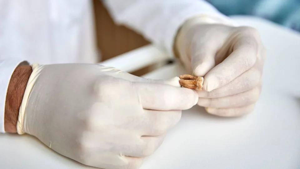 How Science Solved History’s Puzzles in 2025: From Easter Island to Napoleon’s Retreat - Image 4