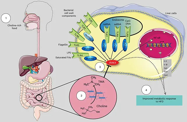 Gut Microbe Molecule Trimethylamine May Lower Type 2 Diabetes Risk by Blocking Inflammation