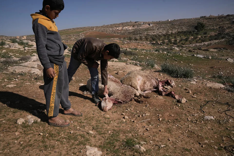 Masked Settlers Raid West Bank Home in As Samu’, Kill Sheep and Send Children to Hospital - Image 4