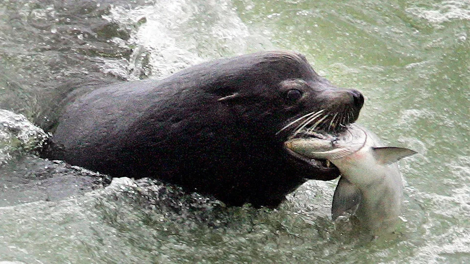 Bipartisan House Push Seeks Harsher Measures Against Sea Lions Devouring Northwest Salmon - Image 1
