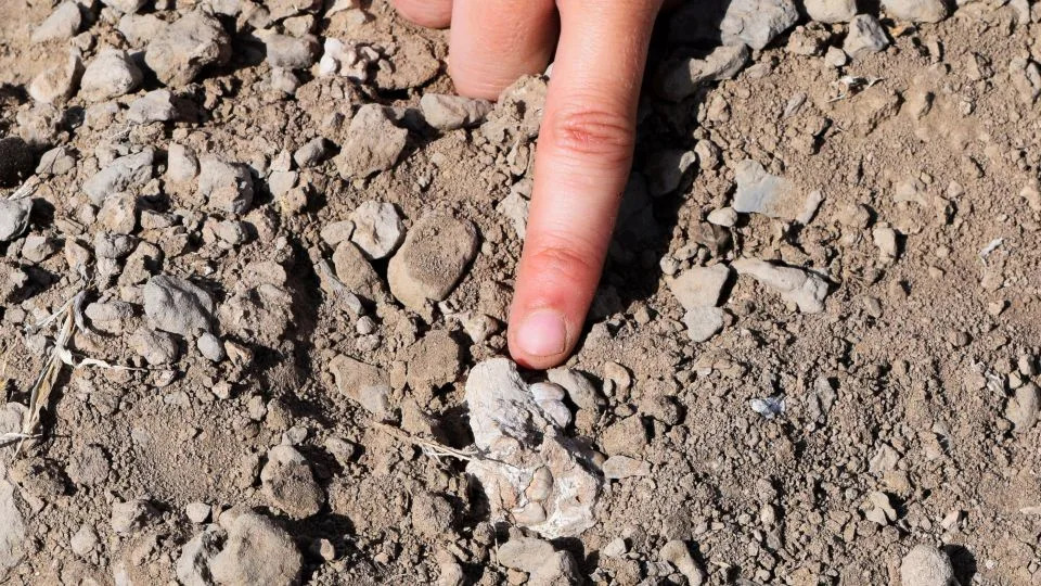 Catch Up: VA Job Cuts, Death Of Nation’s Oldest Park Ranger, And Offbeat Holiday Movie Picks - Image 1