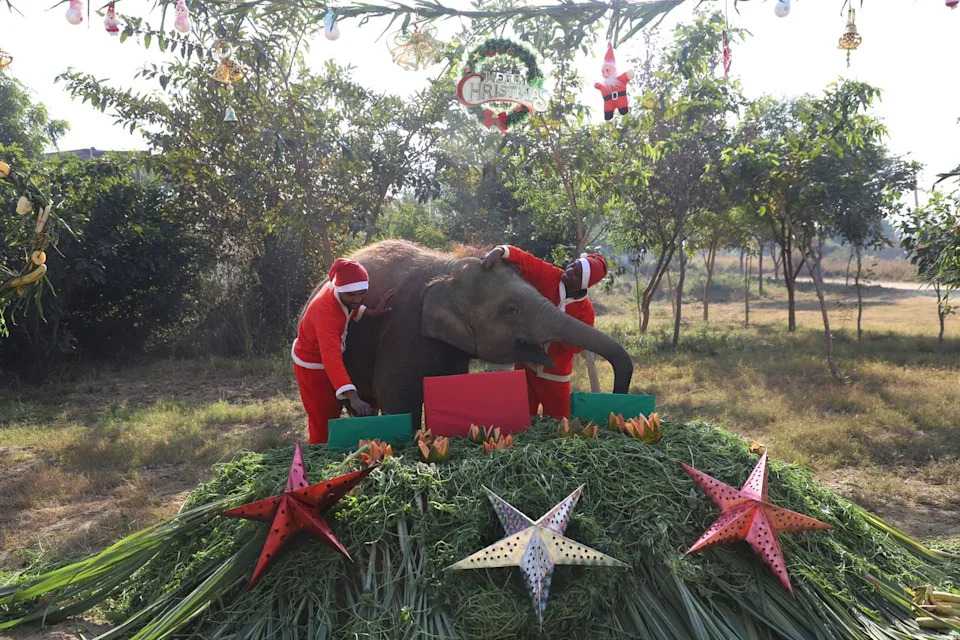 Rescued Infant Elephant Bani Enjoys Festive Feast After Surviving Train Collision - Image 1