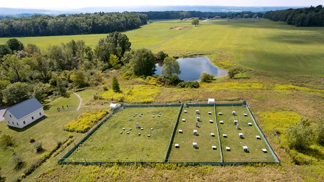 Rewilding Reset Mouse Anxiety: One Week Outdoors Reverses Lab-Induced Fear - Image 1