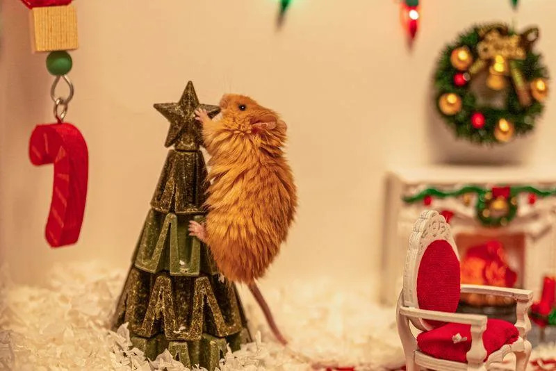 How a 'Woolly Mouse' Holiday Video Turned a Genetic Breakthrough Into a Heartwarming Moment - Image 1