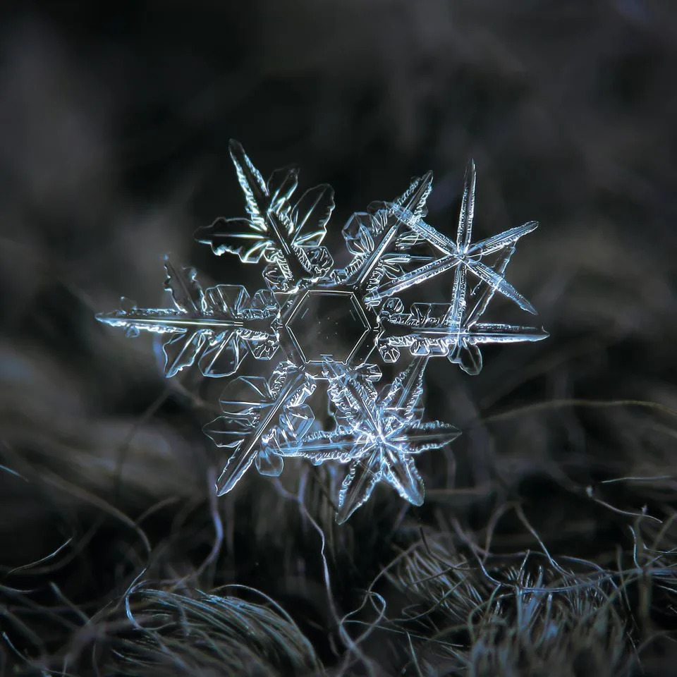 Makrofotografije Snežnih Pahulja Otkrivaju Zapanjujuće Obrasce Prirode