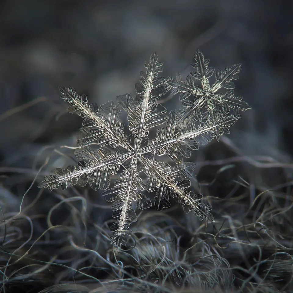 Makrofotografije Snežnih Pahulja Otkrivaju Zapanjujuće Obrasce Prirode