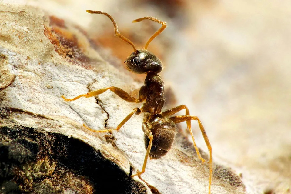 Ant Pupae Emit ‘Find‑Me, Eat‑Me’ Odor to Trigger Self‑Sacrifice and Protect the Colony, Study Finds - Image 1