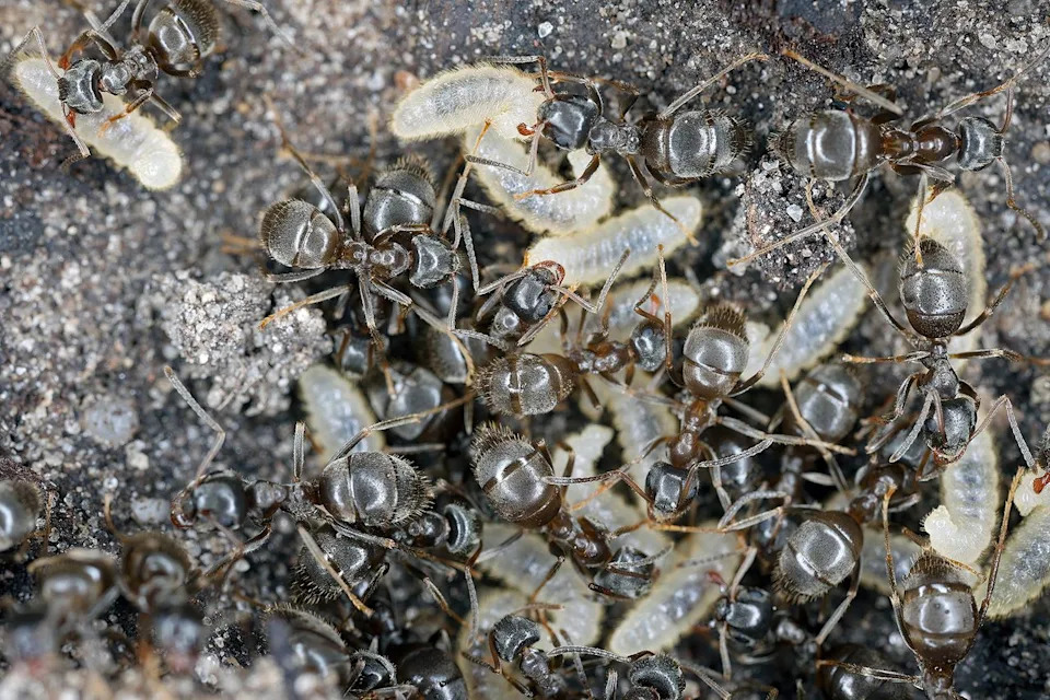 Ant Pupae Emit ‘Find‑Me, Eat‑Me’ Odor to Trigger Self‑Sacrifice and Protect the Colony, Study Finds - Image 2
