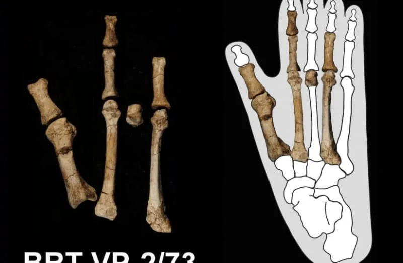 New Hominin Species Discovered in Ethiopia Challenges Lucy’s Uniqueness - Image 1