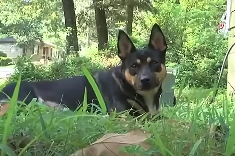 Family Dog’s Grim Finds Lead to Identification of Missing Man’s Remains in Alabama - Image 1