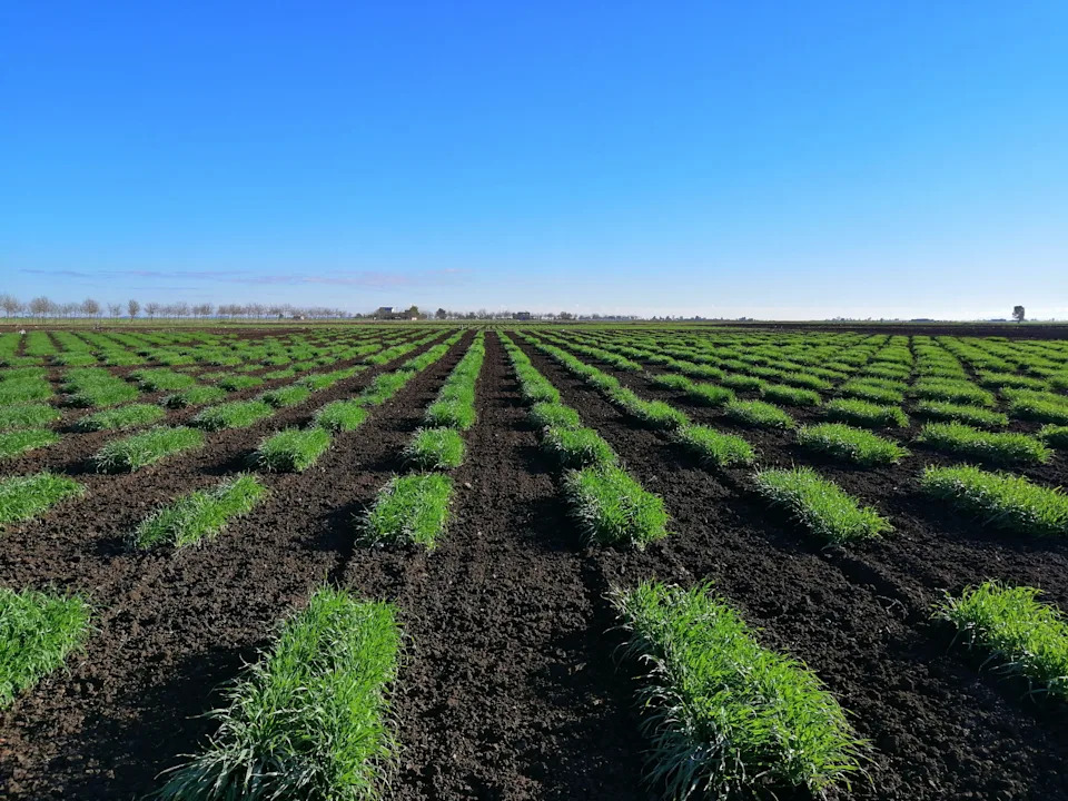 Seed Vaults: How Genebanks and Svalbard Protect Humanity’s Food Future - Image 2