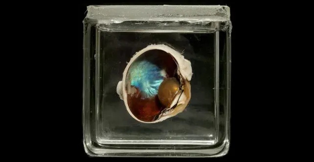 Why Reindeer Eyes Turn Deep Blue in Winter — The Science Behind the Seasonal Glow