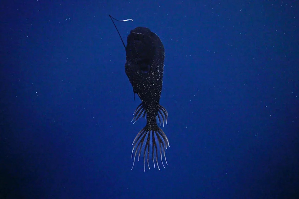 Six Otherworldly Deep‑Sea Discoveries of 2025 — New Species, Colossal Squid Footage and Alien Antarctic Communities