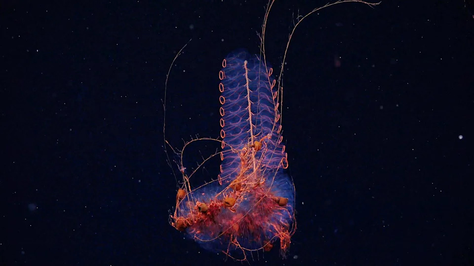 Six Otherworldly Deep‑Sea Discoveries of 2025 — New Species, Colossal Squid Footage and Alien Antarctic Communities